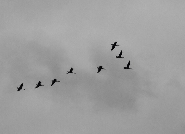 Flying, iPhone Photo Roberto Portolese